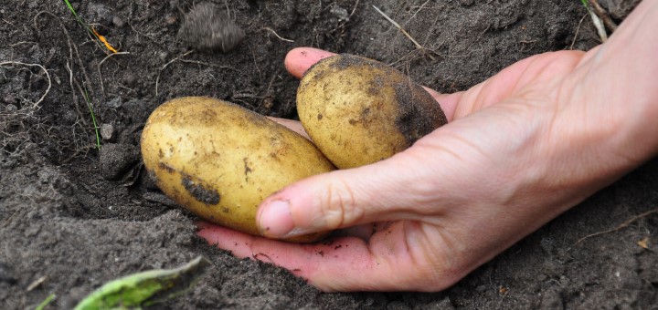 Autorisation des produits phytosanitaires : <strong>Des plantes saines, des aliments sûrs, un environnement protégé</strong>