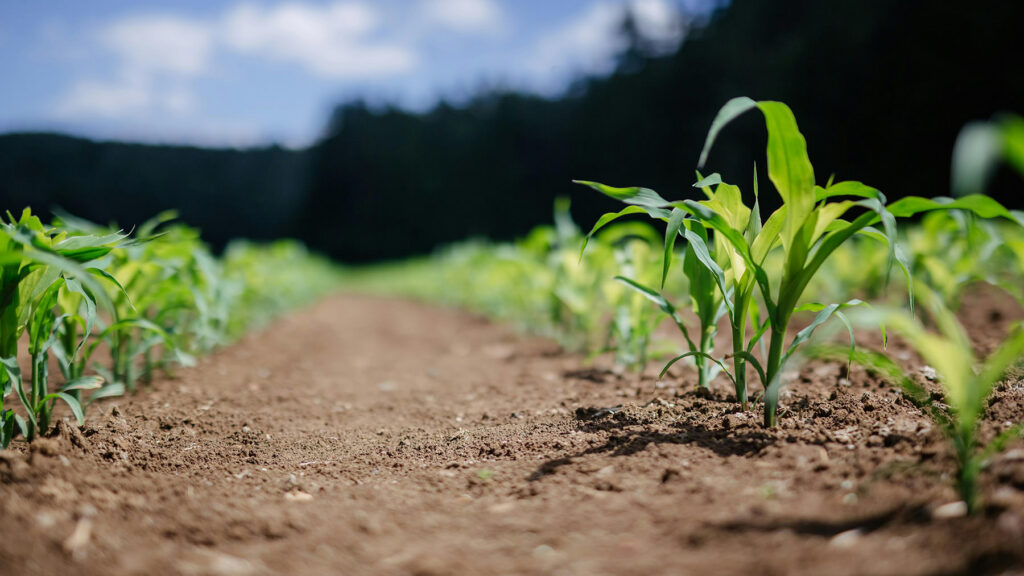 <strong>Bonne intention,</strong> <em>mauvaise approche :</em> Le dilemme de l&rsquo;initiative alimentaire