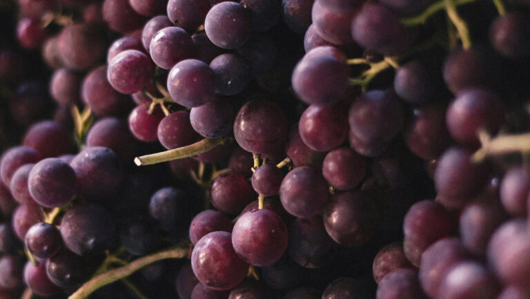 <strong>Moins de cuivre</strong> en viticulture : les <em>combinaisons</em> de mesures apportent le plus grand effet