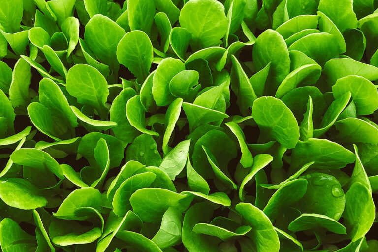 <strong>Protection des plantes</strong> alternative en grandes cultures et maraîchage : où en sommes-nous ?